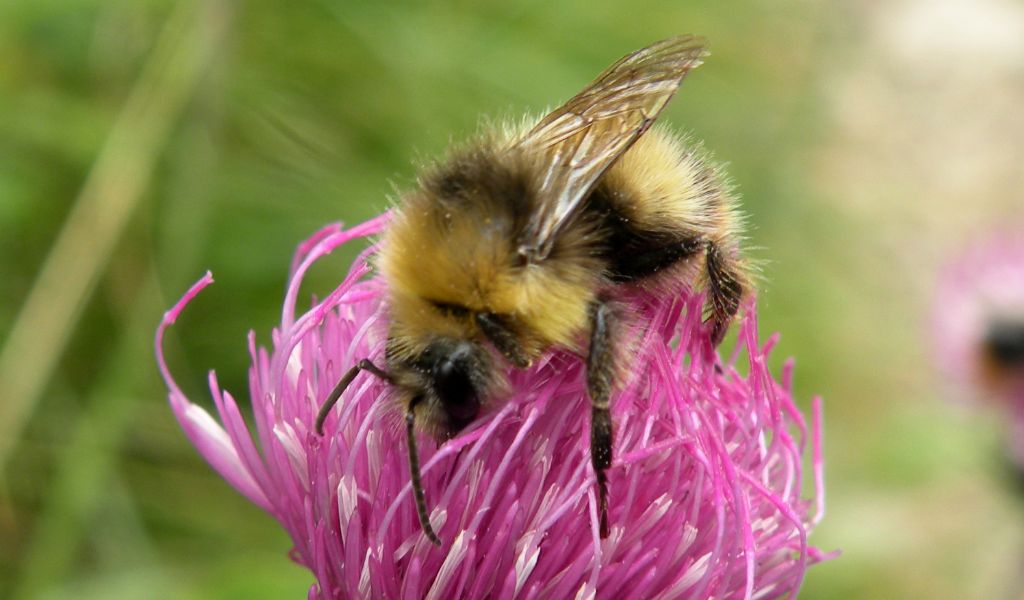 Bombus o Psithyrus? Forse maschio di B. pratorum